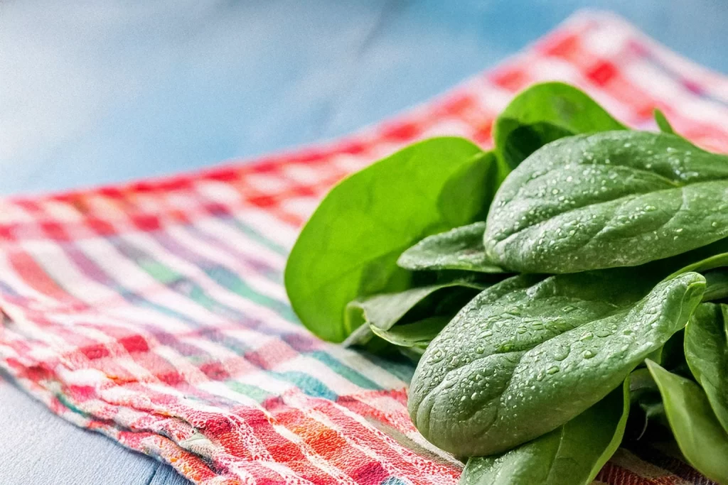 Como conservar las espinacas sin refrigerador